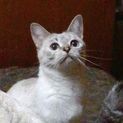 小顔の美人猫さん