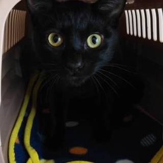 人見知り、猫見知り、場所見知りなしの黒猫ちゃん
