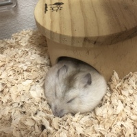 きなこ