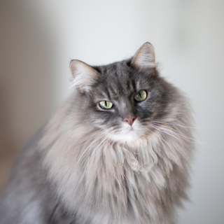 人懐っこく好奇心旺盛なノルウェージャン