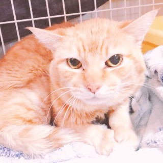 おじいちゃんだけど頑張っています★タマ