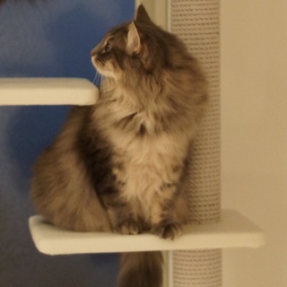 甘えたがりのノルウェージャン