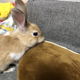 ミニウサギ
