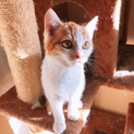 子猫里親募集してます。