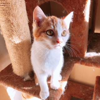 子猫里親募集してます。