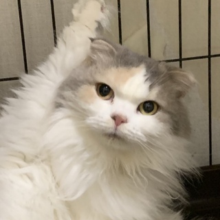 決定☆ 『まりも』マイペースな子