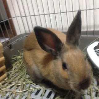 里親募集中!!  4歳のうさぎオスです。