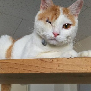 心優しい里親さん募集中！片目に幸せの光を。
