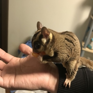 フクロモモンガ オス 2才半ぐらい