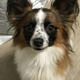 頭が良く活発で元気な子です