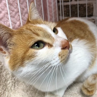 駅で可愛がってもらっていた母さん　いすみ2～3歳