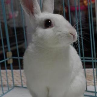 保護うさぎ 穂香(ほのか)ちゃん⇒関東移送しました