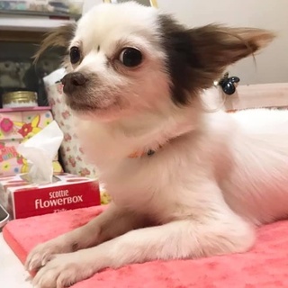 チワワのひでみちゃん5才　2.5キロ