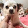 チワワのひでみちゃん5才　2.5キロ サムネイル2