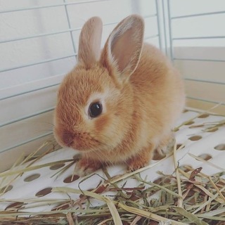 ネザーランドドワーフ子うさぎの里親さん募集