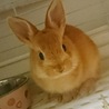 ネザーランドドワーフ子うさぎの里親さん募集 サムネイル2