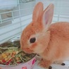 ネザーランドドワーフ子うさぎの里親さん募集 サムネイル3