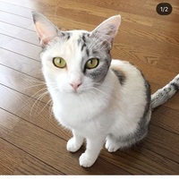 さくら