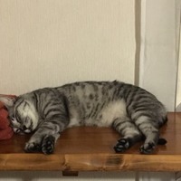 しゃもん