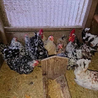 里親決定いたしました。ありがとうございます。