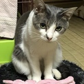 ちぃボス、里親さん決定しました！