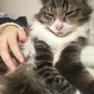 キジシロの美猫ちゃんつくね