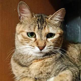 【ナナメ】おかげさまで里親さまが決まりました