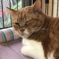 片目は見えないけど、可愛い茶吉です！