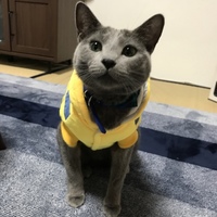 ここあ