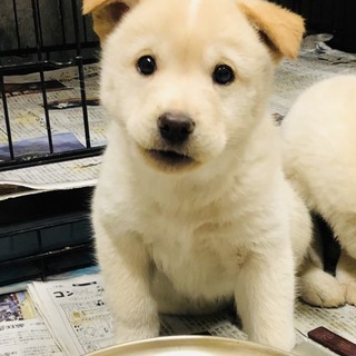 【保健所収容】元気な子犬です❗️