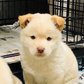 【保健所収容】元気な子犬です❗️
