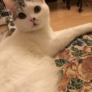 甘えん坊のイケメン君スコちゃん男の子