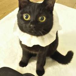 みやママ＆ちか　猫の里親会 サムネイル2