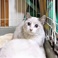 みやママ＆ちか　猫の里親会 サムネイル3