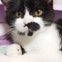 募集一旦停止  黒白の可愛い仔猫2匹！
