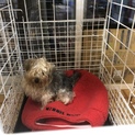 犬が好きな方