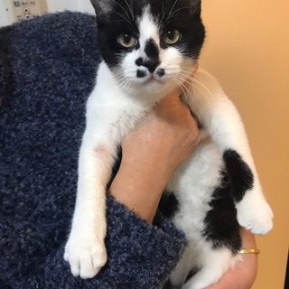 まんてん、里親さま決定！ありがとうございました♡