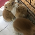 うさき赤ちゃん