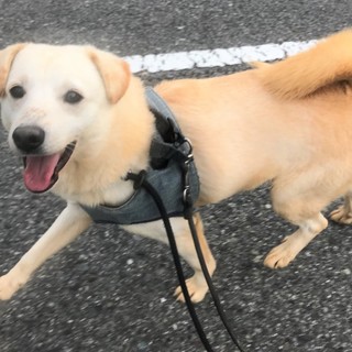 ラブラドール風Mixのエアーズくん家族募集中！！