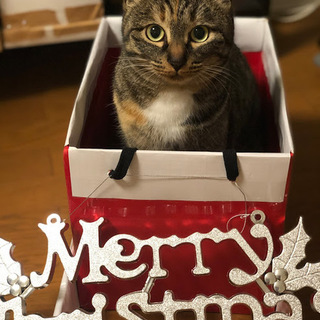 性格花まる！とっても飼いやすい若いメス猫ちゃんです