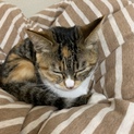 生後半年の子猫ちゃん。三種ワクチン接種済みです。