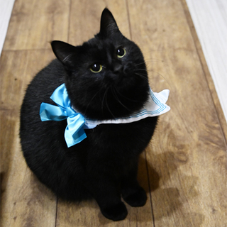 ふっくら丸マルした黒猫くん