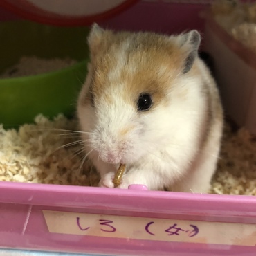 しろちゃんのミルワームを食べる姿は可愛すぎ