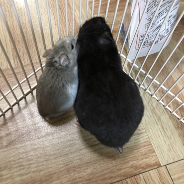 くろちゃんとデップくんは仲良し