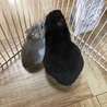 くろちゃんとデップくんは仲良し