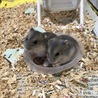 小さい時のおまめちゃんとジョニちゃん笑