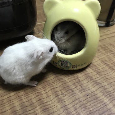 まるくんとりりちゃんのご対面