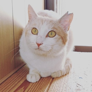 イケメンらんまる君の里親募集中！