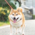ブール