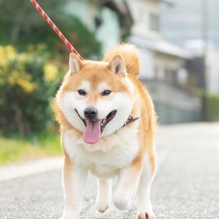 ブール